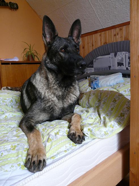 občas zvednu i hlavu :-D